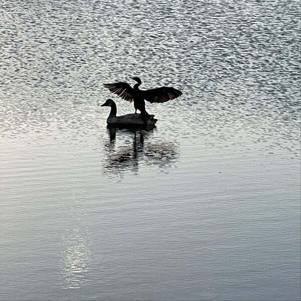 Cover art for Body Mind Soul